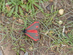 FZ005501 The Cinnabar (Tyria jacobaeae) butterfly.jpg